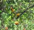 Calandria de Tepexi (posiblimente icterus galbula)