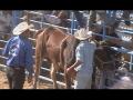 Jaripeo de Ziqui Enero 2007