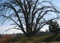 viejo Arbol