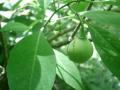 Cuatomates (Solanum glauscencens)